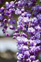 Wisteria