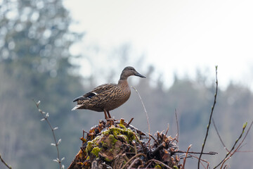 Pair of mallards on a freshly trimmed pollard willow tree