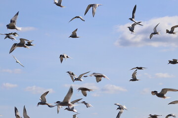 common tern flock - 431157572