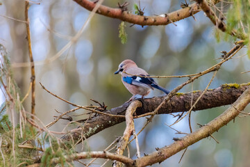 A jay sits on the branch of a spruce in the forest