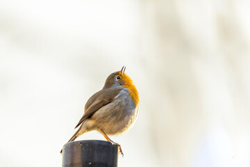 A robin sits on a wooden fence
