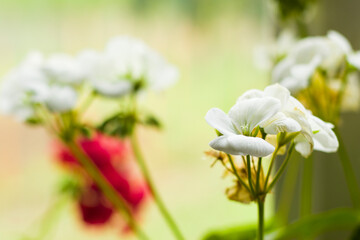 White flower head houseplant