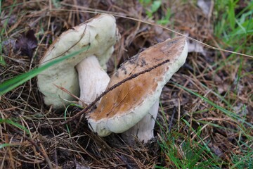 mushroom in the grass