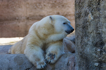 A polar bear lies quietly on a rock