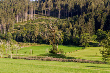 Old sick ash trees above the historical remains of an old Celtic meeting place