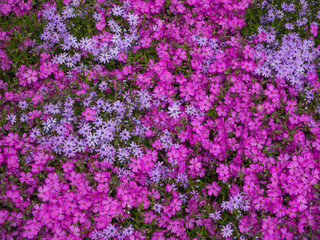 A close-up view from above of a floral carpet of pink and purple flowers. Many small beautiful flowers with different shapes of petals. Natural floral spring background (center focus)