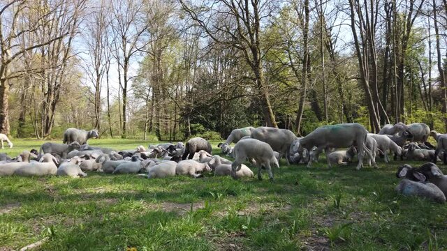 Sheep on grenn grass