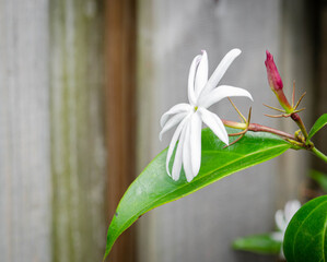 A closeup of a jasmine flower on the plant
