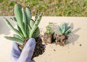 Succulents out of containers while being transplanted
