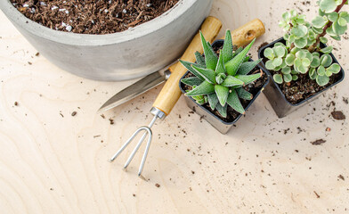 A variety of succulents planted in a stone container with garden tools
