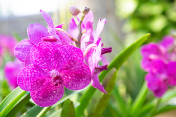 pink Phalaenopsis or Moth dendrobium Orchid flower in winter or spring day tropical garden Floral...