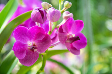Obraz na płótnie Canvas pink Phalaenopsis or Moth dendrobium Orchid flower in winter or spring day tropical garden Floral background.Selective focus.agriculture idea concept design with copy space add text.