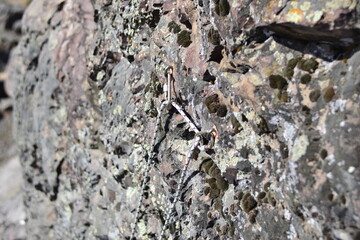 top rope on the sport climbing route