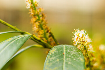 Cherry laurel close-up and macro, blossom plant