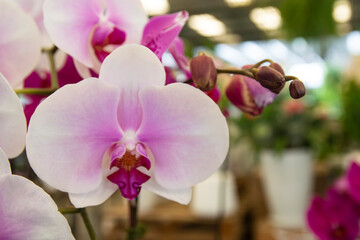 pink Phalaenopsis or Moth dendrobium Orchid flower in winter or spring day tropical garden Floral background.Selective focus.agriculture idea concept design with copy space add text.