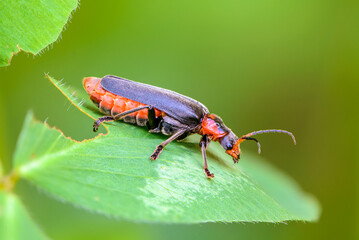 Beetle cantharis fusca sits on a leaf of grass in summer