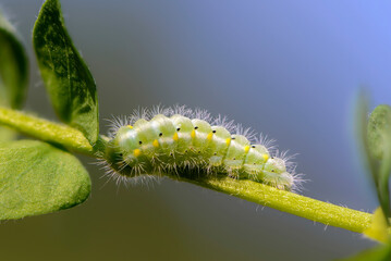 Larva of butterfly zygaena viciaewriggles around a stem of grass