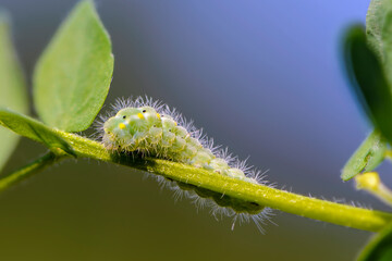 Larva of butterfly zygaena viciaewriggles around a stem of grass