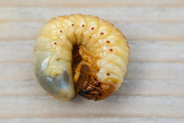 Fat beetle larva cockchafer curled up in circle in early spring