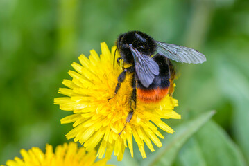 Shaggy bumblebee collects nectar from yellow dandelion flowers