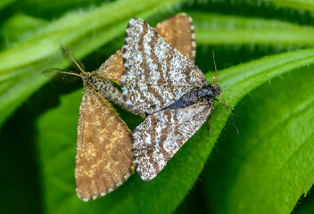 Male and female moths ematurga atomaria mate on grass leaves