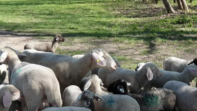 Sheep on grenn grass
