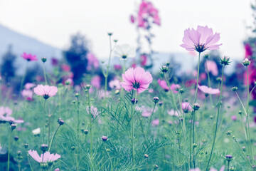 Rear view of pink cosmos flower blooming at flower field in color filter effect style picture