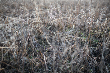 Fototapeta na wymiar Vertrocknetes, verdorrtes Gras oder Blumen im Winter