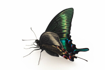 ミヤマカラスアゲハ　春型　オス（Papilio maackii）