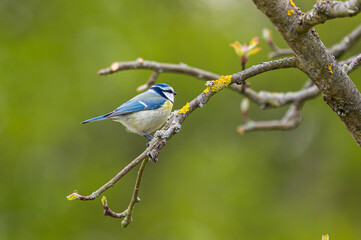 Blaumeise - 5