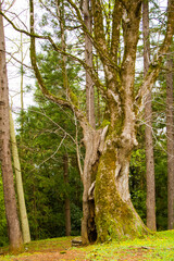 Fototapeta premium Thousand year old Linden tree