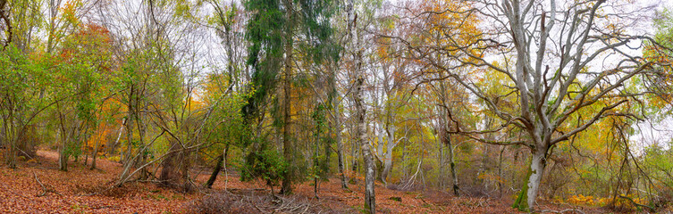 panoramic view in forest with autumn colors