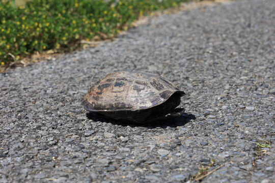 テラピン水陸両用車 Images Browse 152 Stock Photos, Vectors, and Video Adobe