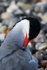 common tern - 431161762