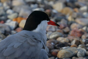 common tern - 431161788