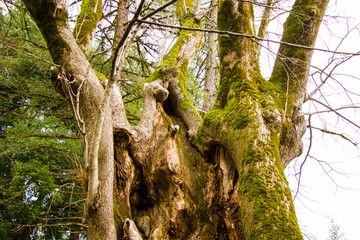 Fototapeta premium Thousand year old Linden tree