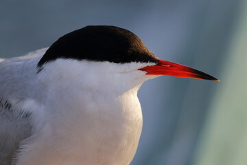 common tern - 431161985