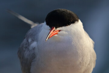 common tern - 431162120