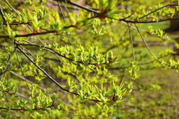 green leaves background