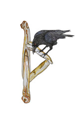 Illustration with rune Thurisaz and raven.