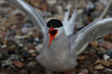 common tern - 431162757