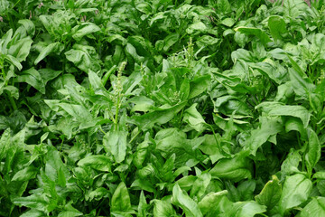 Fresh spinach leaves growing in vegetable garden - Spinacia oleracea.