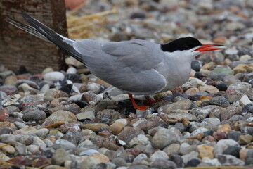 common tern - 431162921