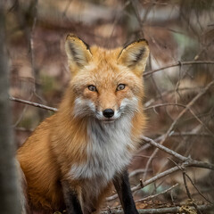 Fototapeta premium red fox in the wild