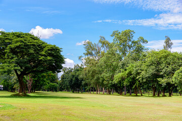 Landscape green lawn with big trees and blue sky with white clouds