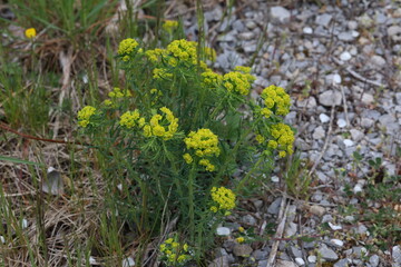 Euphorbia myrsinites or myrtle spurge green flowers in spring time