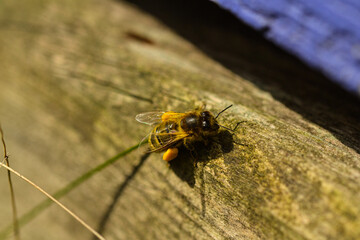 Honeybee with pollen basket on its foot