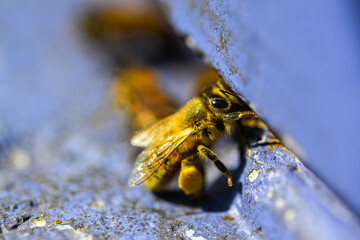 Honeybee with its corbicula full of pollen