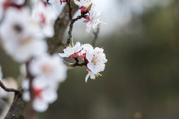 Obraz premium Kyiv, Ukraine, april 2014: Blossom of the Wild Plum in the forest