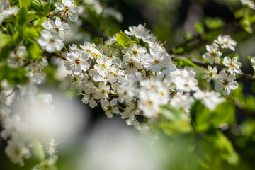 Kyiv, Ukraine, april 2014: Blossom of the Wild Plum in the forest